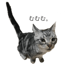 catcatcat stamp sticker #14085524