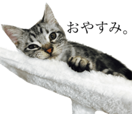 catcatcat stamp sticker #14085526