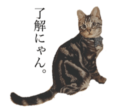 catcatcat stamp sticker #14085527