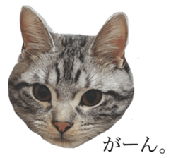 catcatcat stamp sticker #14085528