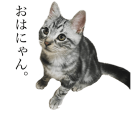 catcatcat stamp sticker #14085530