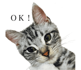 catcatcat stamp sticker #14085531