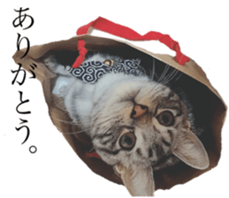 catcatcat stamp sticker #14085532