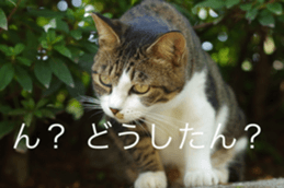 Park Cats sticker #14085738