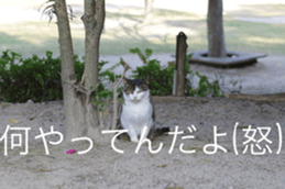 Park Cats sticker #14085742