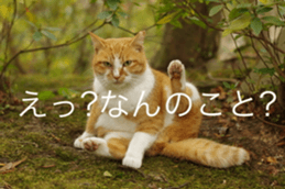 Park Cats sticker #14085746