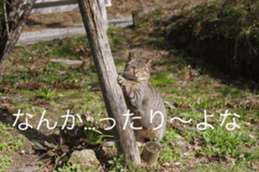 Park Cats sticker #14085747