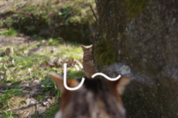 Park Cats sticker #14085748