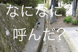 Park Cats sticker #14085761