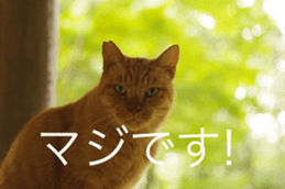 Park Cats sticker #14085764