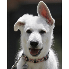 THE White Shepherd Dog! No,4 (P)