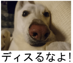 THE White Shepherd Dog! No,4 (P) sticker #14089232