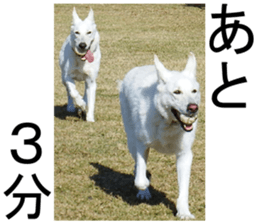 THE White Shepherd Dog! No,4 (P) sticker #14089233