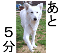 THE White Shepherd Dog! No,4 (P) sticker #14089234