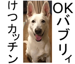 THE White Shepherd Dog! No,4 (P) sticker #14089237