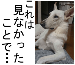 THE White Shepherd Dog! No,4 (P) sticker #14089238