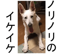 THE White Shepherd Dog! No,4 (P) sticker #14089239