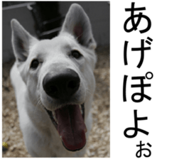THE White Shepherd Dog! No,4 (P) sticker #14089240