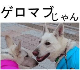 THE White Shepherd Dog! No,4 (P) sticker #14089241