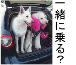 THE White Shepherd Dog! No,4 (P) sticker #14089242