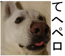 THE White Shepherd Dog! No,4 (P) sticker #14089243