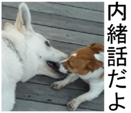 THE White Shepherd Dog! No,4 (P) sticker #14089244