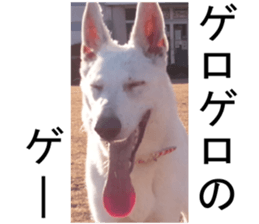 THE White Shepherd Dog! No,4 (P) sticker #14089246