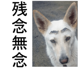 THE White Shepherd Dog! No,4 (P) sticker #14089247
