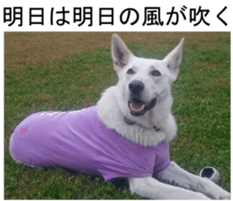 THE White Shepherd Dog! No,4 (P) sticker #14089249