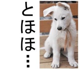 THE White Shepherd Dog! No,4 (P) sticker #14089250