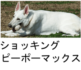 THE White Shepherd Dog! No,4 (P) sticker #14089251