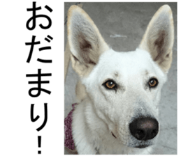 THE White Shepherd Dog! No,4 (P) sticker #14089254