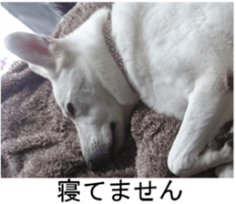 THE White Shepherd Dog! No,4 (P) sticker #14089255