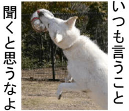 THE White Shepherd Dog! No,4 (P) sticker #14089257