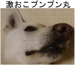 THE White Shepherd Dog! No,4 (P) sticker #14089259