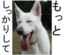 THE White Shepherd Dog! No,4 (P) sticker #14089260