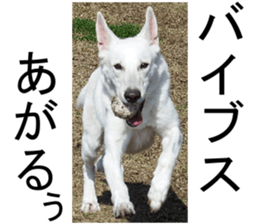 THE White Shepherd Dog! No,4 (P) sticker #14089261