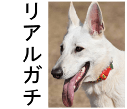 THE White Shepherd Dog! No,4 (P) sticker #14089262