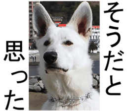 THE White Shepherd Dog! No,4 (P) sticker #14089263