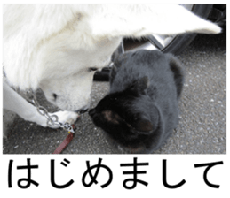 THE White Shepherd Dog! No,4 (P) sticker #14089264