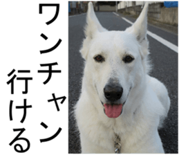 THE White Shepherd Dog! No,4 (P) sticker #14089265