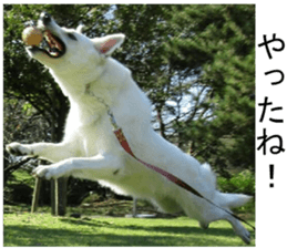 THE White Shepherd Dog! No,4 (P) sticker #14089266