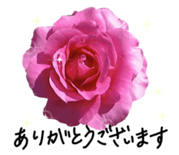 Add flowers to hand-written gentle words sticker #14091038