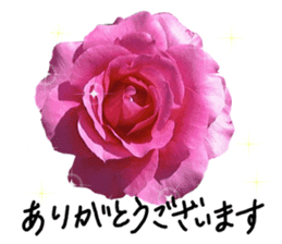 Add flowers to hand-written gentle words sticker #14091038