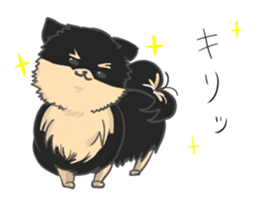 Pomeranians sticker sticker #14092908