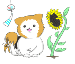 Pomeranians sticker sticker #14092915
