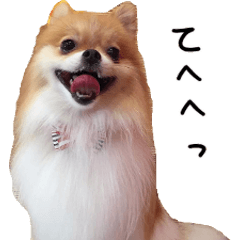 Lovely dogs' stickers