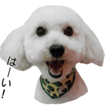 Lovely dogs' stickers sticker #14093406