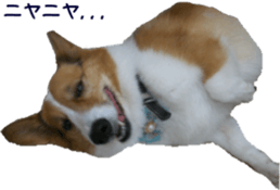 Lovely dogs' stickers sticker #14093407