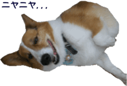 Lovely dogs' stickers sticker #14093407
